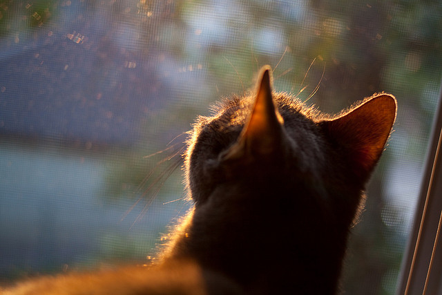 九游-尤文图斯1-0击败国际米兰，布冯点球破门，尤文图斯vs国际米