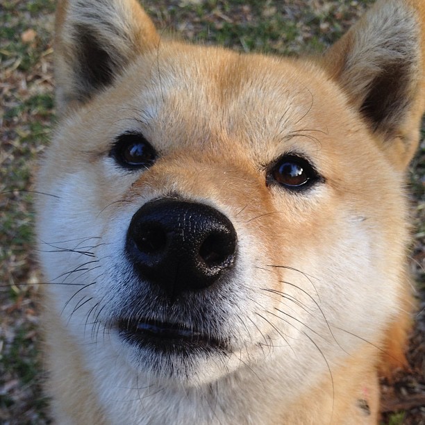 九游网页版官网入口-战术“奇兵再现”：制胜比赛的关键策略，战术奇袭