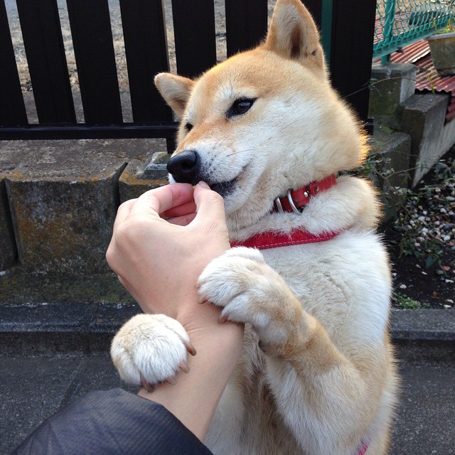 九游娱乐(jiuyou)官网-意甲激烈竞争，球员分享心路，意甲队伍