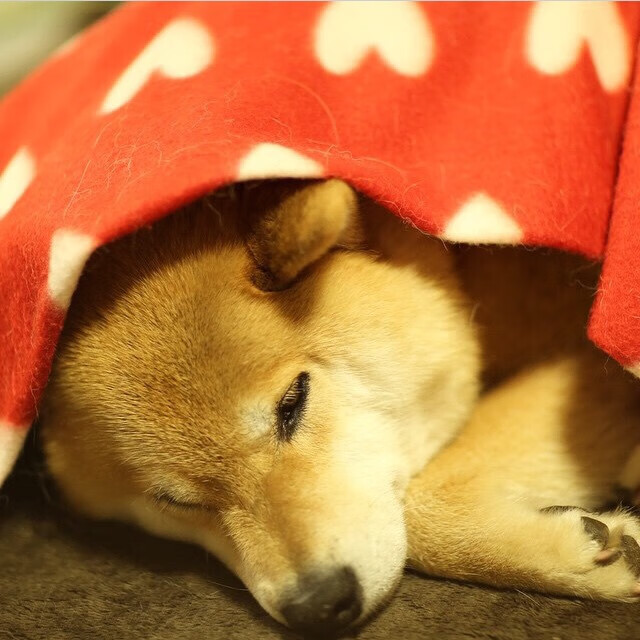 九游网页版官网-英超焦点：曼城在高温下客场战平利物浦，争冠悬念持续升温，曼城反超利物浦