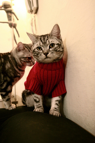 青少年篮球“青春飞扬”公益公益训练营在上海举办,青少年篮球培训招生简章