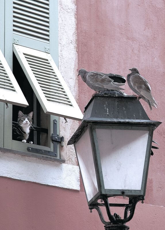 九游官网pc-76人球队球队整体实力稳步上升，76人队厉害吗