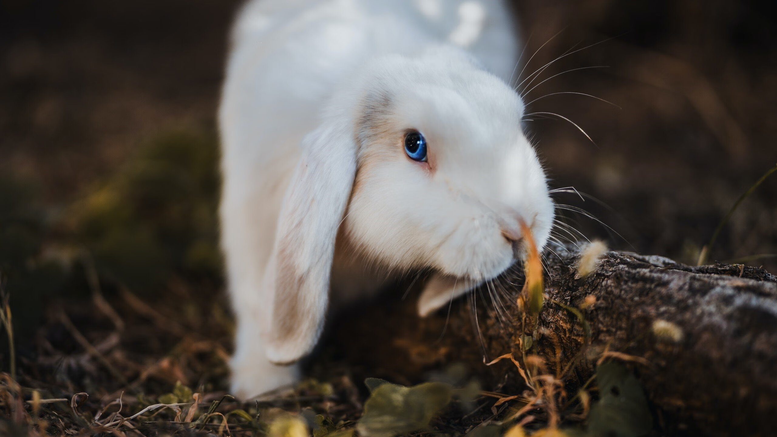 RB莱比锡主场大胜，压制对手在积分榜上，rb莱比锡足球俱乐部
