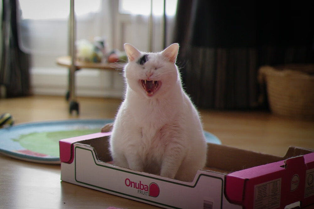 九游娱乐APP-世界击剑锦标赛中国女重团体摘金，决赛击败法国，击剑世锦赛2020