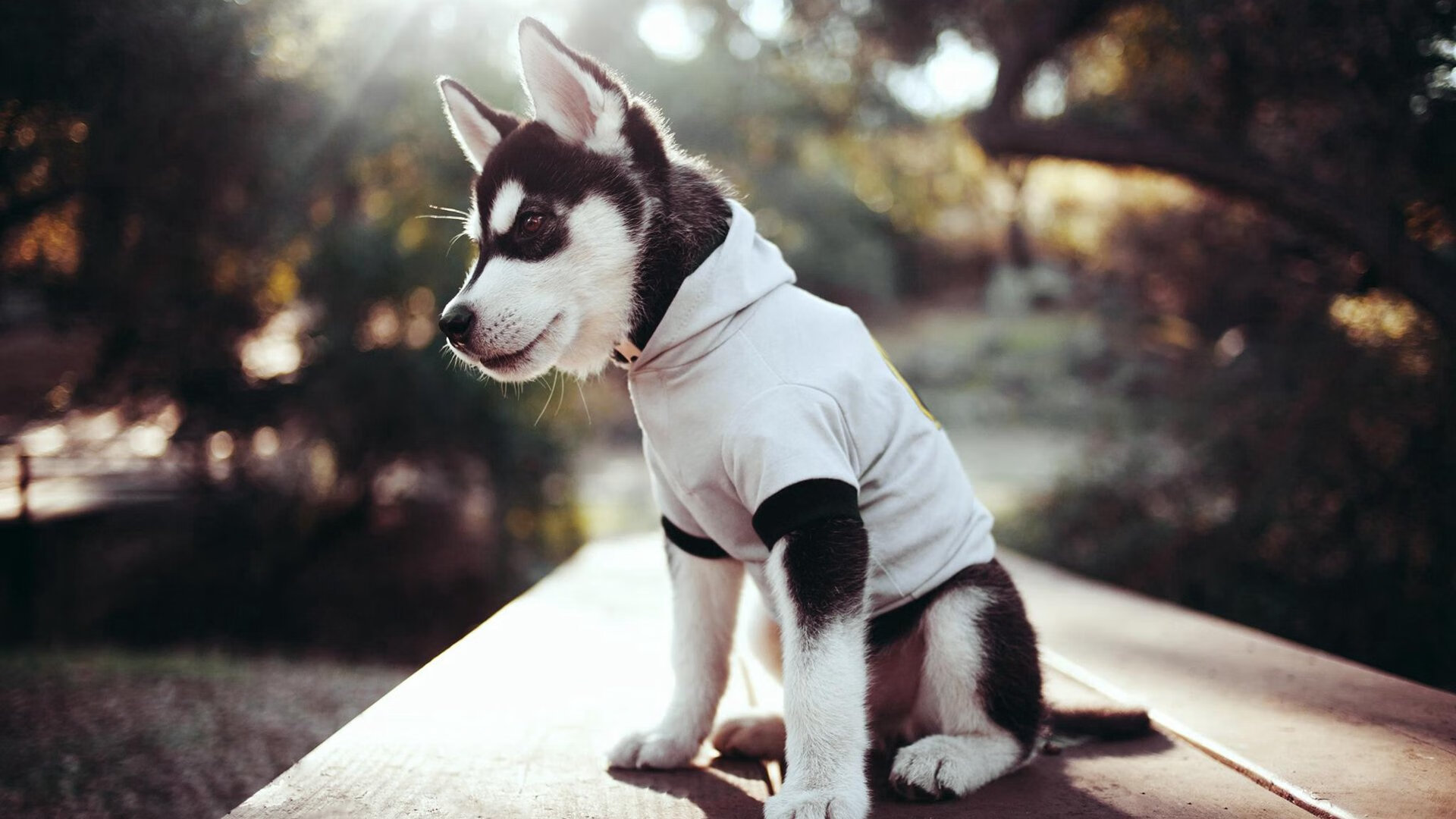 南安普顿球迷期待球队在英超立足,南安普顿的足球俱乐部