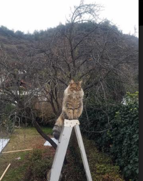 步行者全队发威大胜魔术,兰姆分领衔,步行者集锦