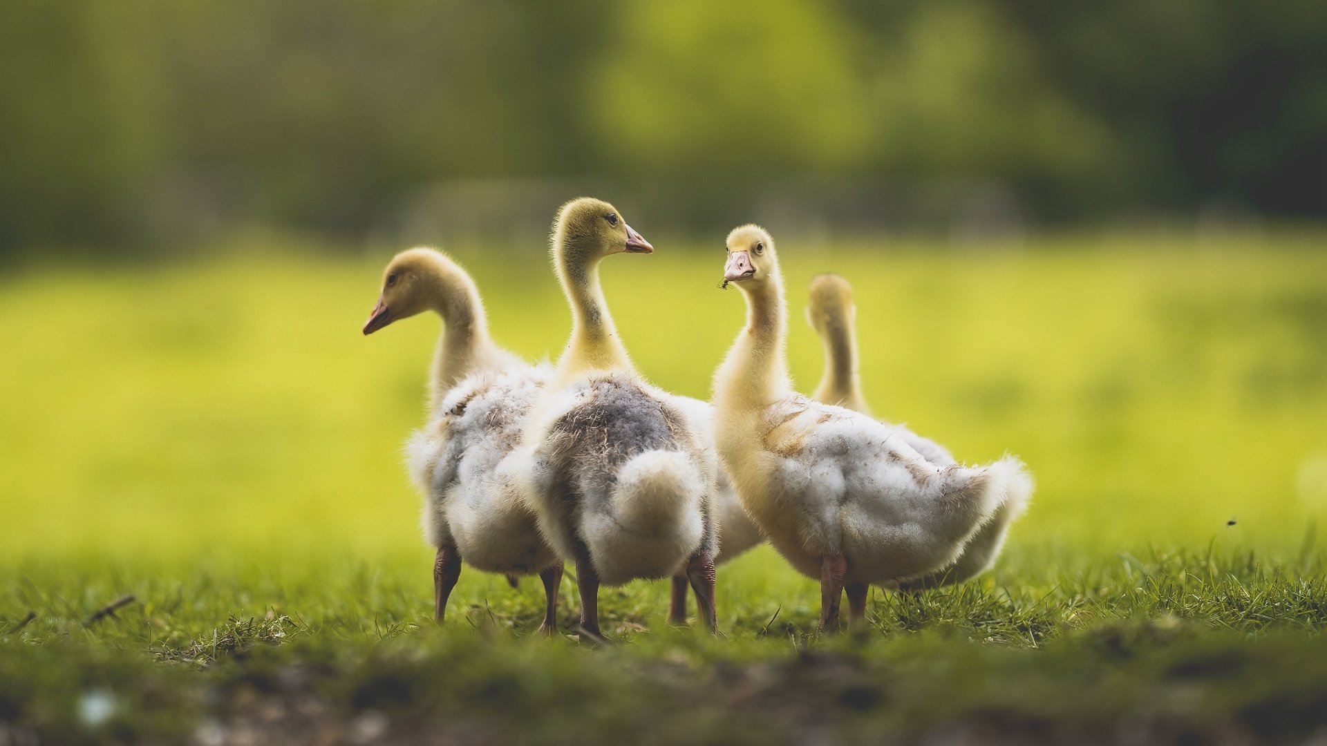 比利时举重选手在女子55公斤级比赛中获得第七名,比利时举重妹子