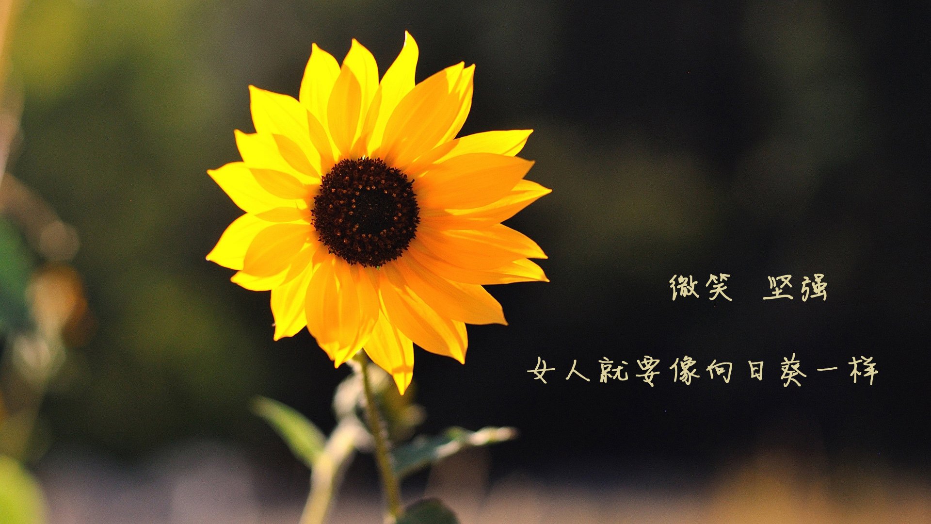 九游网页版官网-葡萄牙体育连续两年夺得葡超冠军，展现强大统治力。，葡萄牙超级联赛冠军