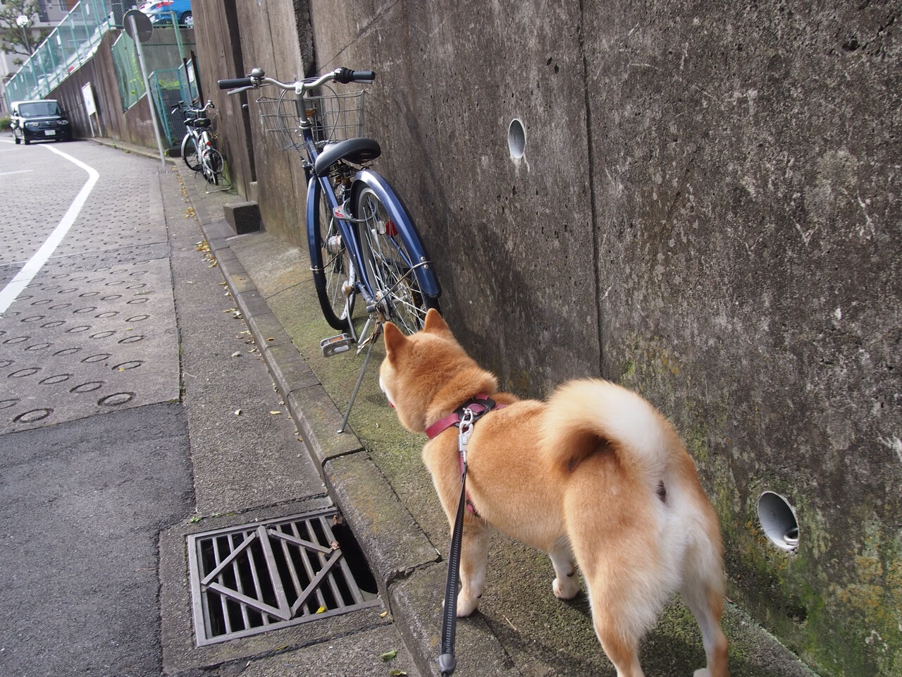 阿塞拜疆客场击败葡萄牙,此役战果意料之外,阿塞拜疆大获全胜