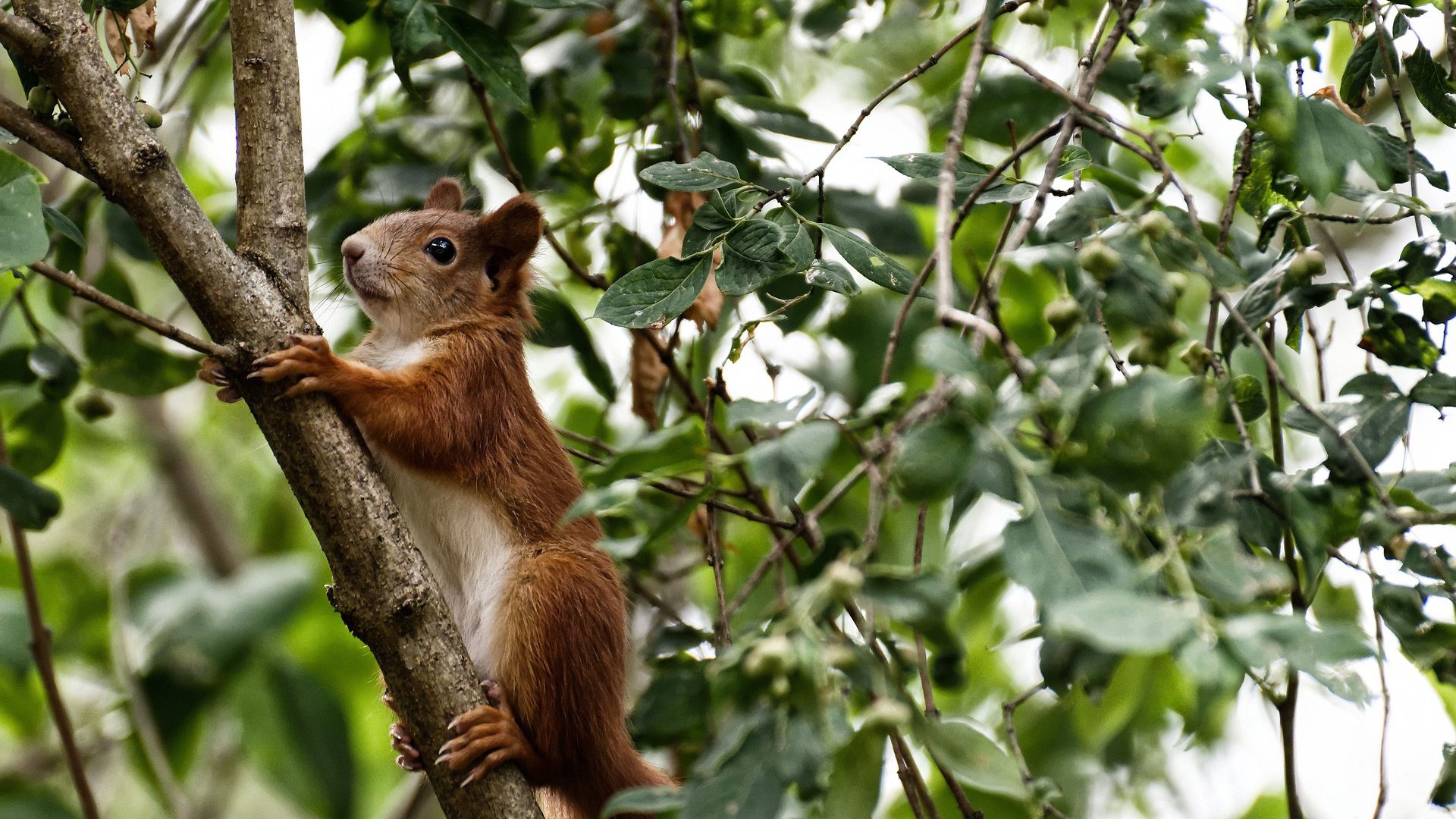 中国篮球运动员心理干预及辅助治疗研究，篮球运动员的心理素质训练应把重点放在