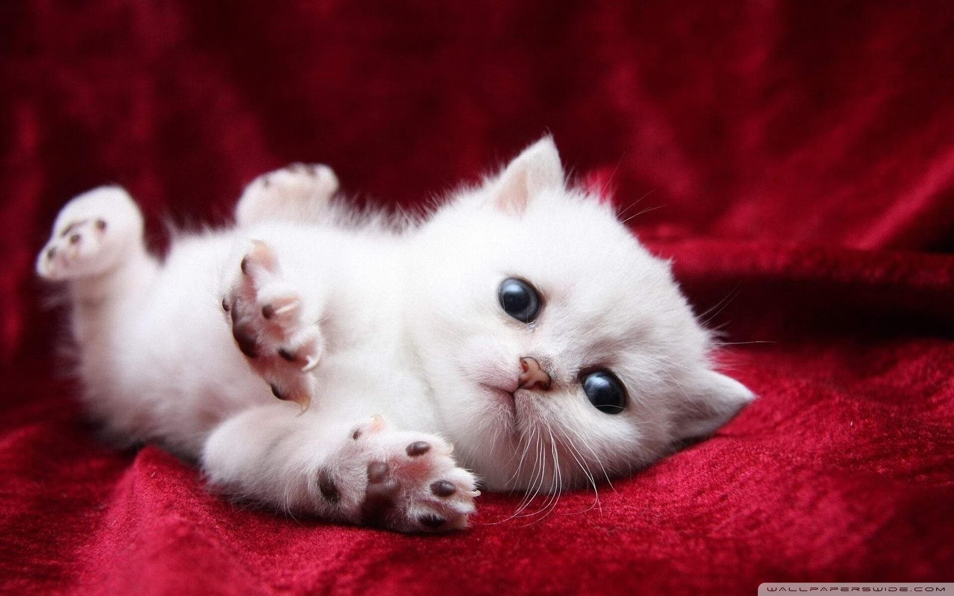 篮球运动员训练负荷科学监测与个体化调控技术研究,篮球项目负荷特征分析