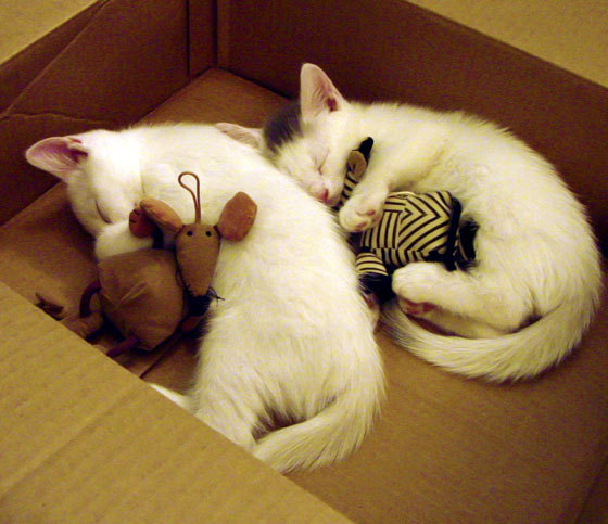 九游sports-运动员心理健康维护，运动员心理健康的重要性