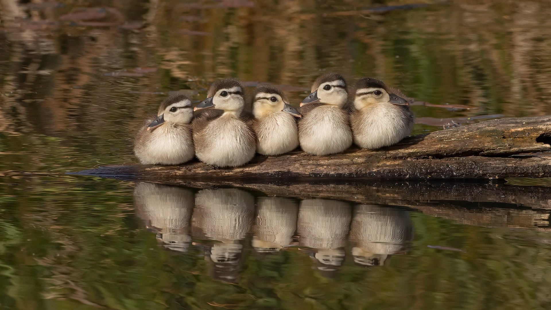 Chinese Taipei精彩发挥,2024年混合团体世界杯攻守兼备,世界杯团体赛