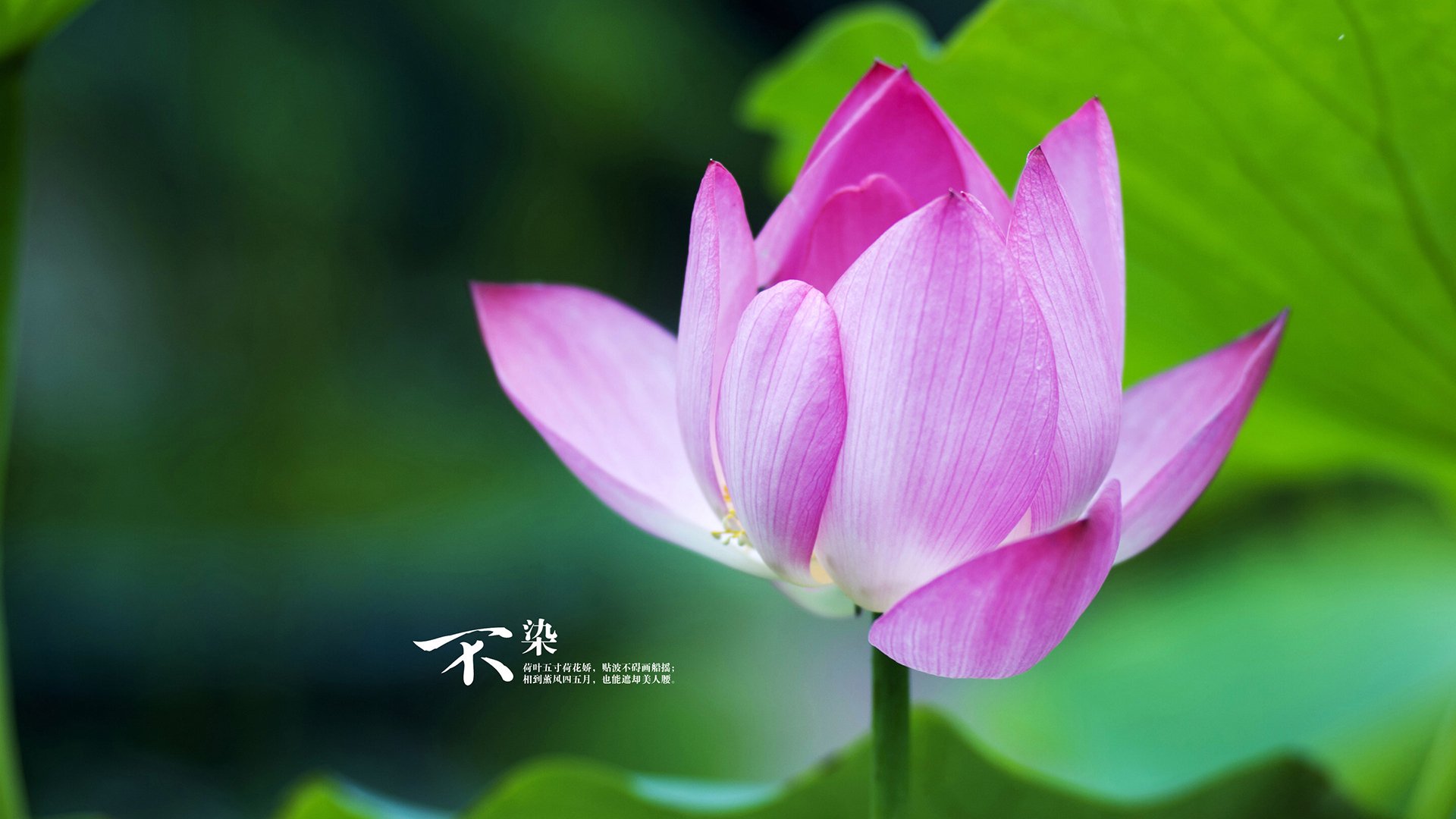 “决胜时刻!新都福乐球赛场火热开战”