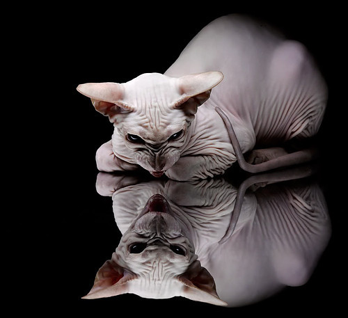 九游(jiuyou)官方网站-体育新闻中心构建体育赛事版权数字管理体系，体育赛事的著作权保护问题探析