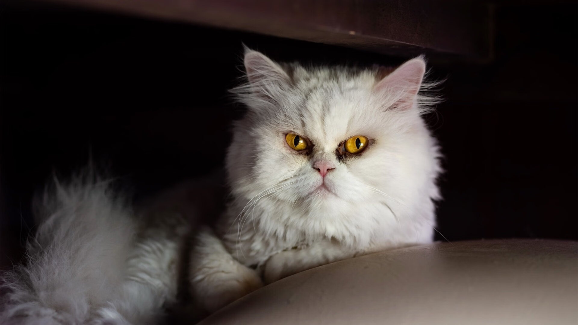 九游娱乐(jiuyou)官方网站-切尔西中场控制全场，节奏掌握精准，切尔西最强中场组合