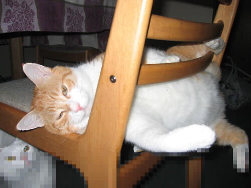 九游网页版入口-新加坡队赛制解析：如何通过灵活的赛制调整应对不同对手，新加坡赛制实施细则