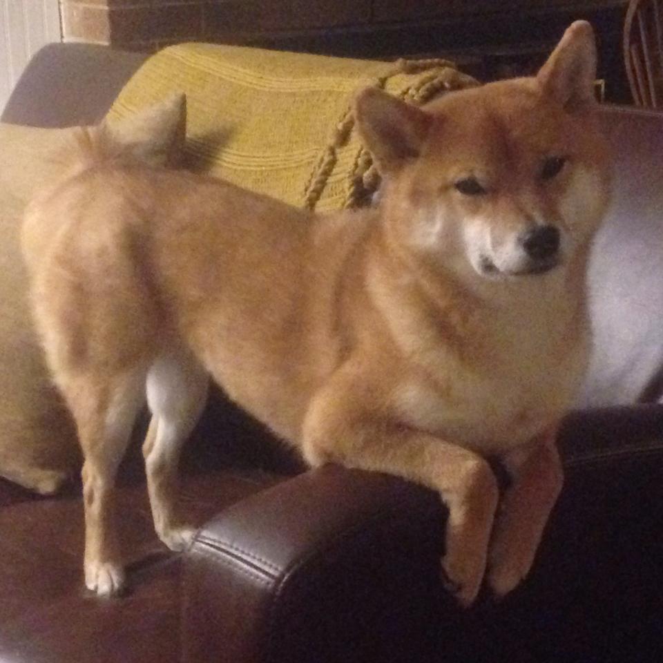 海湾者未来发展备受看好,潜力巨大,海湾技术