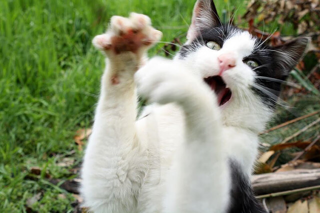 青年运动员家庭支持指数影响职业路径选择，运动员家庭条件都很好吗