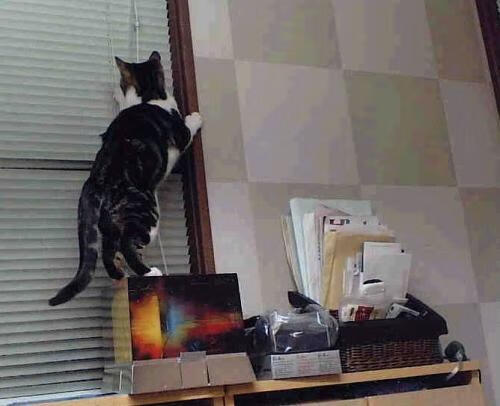 “亚戈·卡尔曼的精湛传球与强悍进攻,助阿根廷美洲狮队稳步提升”