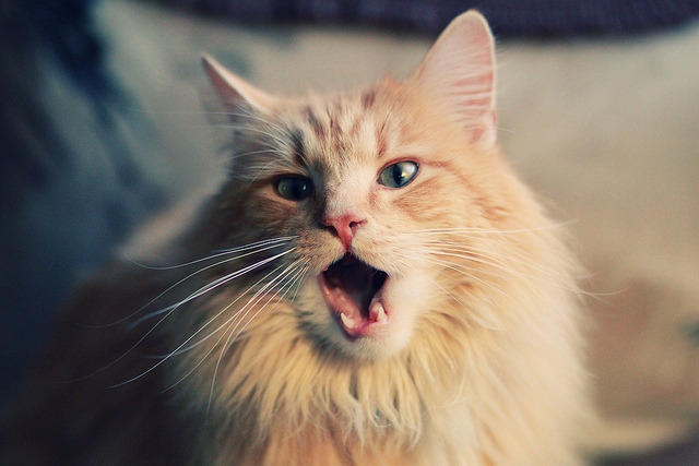 “尼古拉斯·桑特基的进攻组织与防守配合，推动美洲狮队向前迈进”