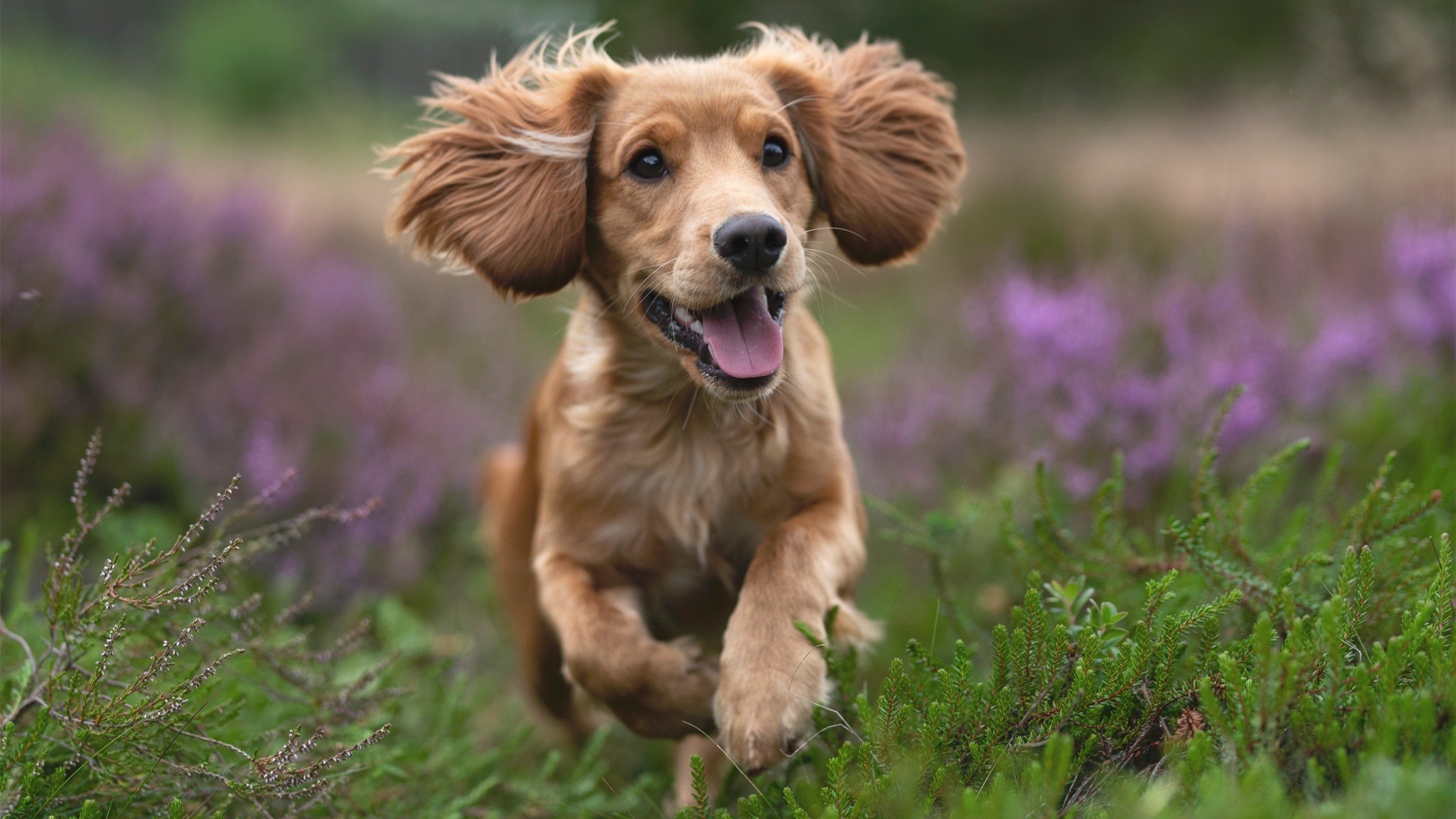 九游娱乐APP-塞尔维亚女篮在欧洲锦标赛中表现优异，期待夺得冠军奖杯，塞尔维亚女篮球