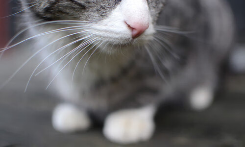 德甲球队的粉丝流量转化策略,为什么德甲关注度低