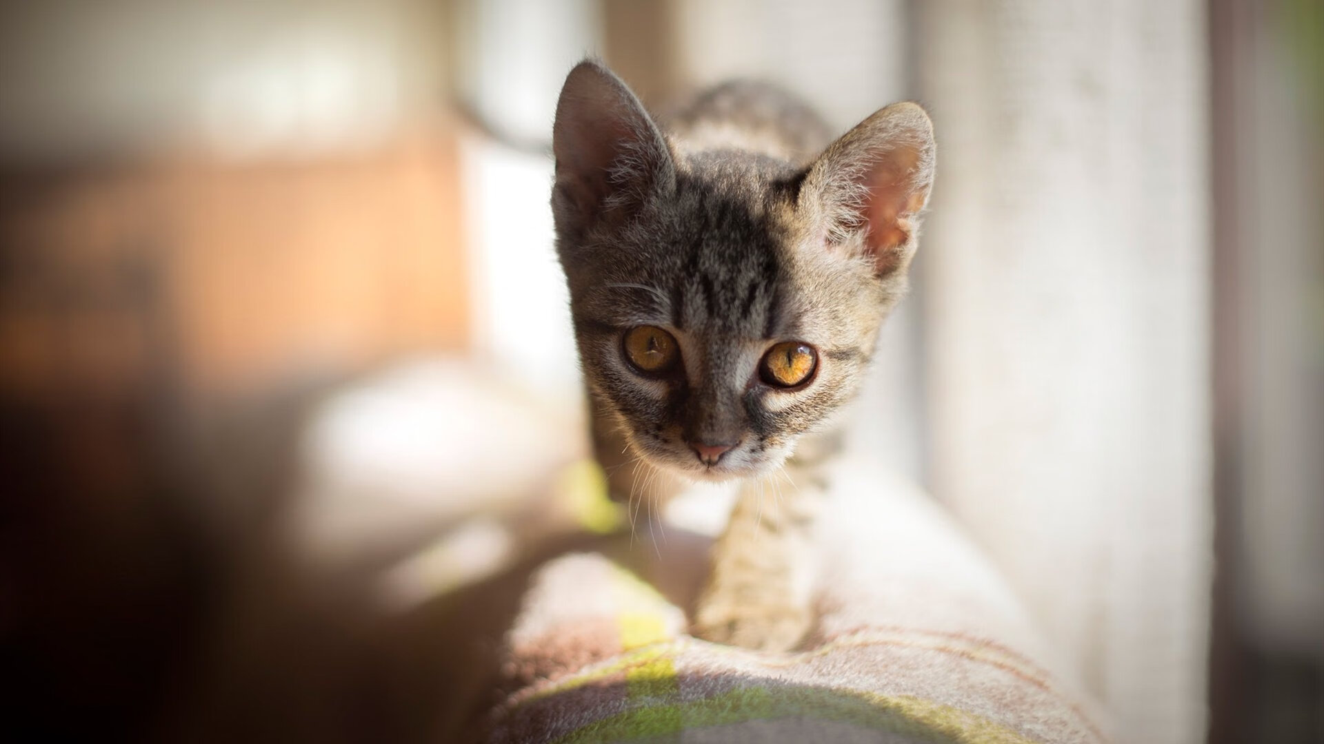 柯洁逆风翻盘围棋冠军赛,柯洁逆风翻盘围棋冠军赛第几名