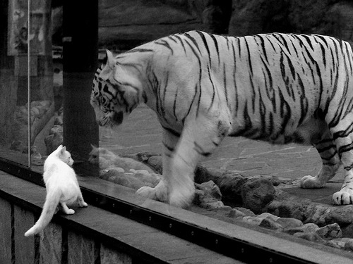 混合泳换项动作转换流畅自然,混合泳怎么游