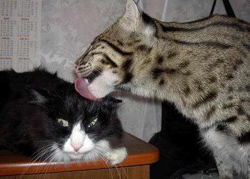 荷兰队在欧洲预赛中表现优异,晋级在望