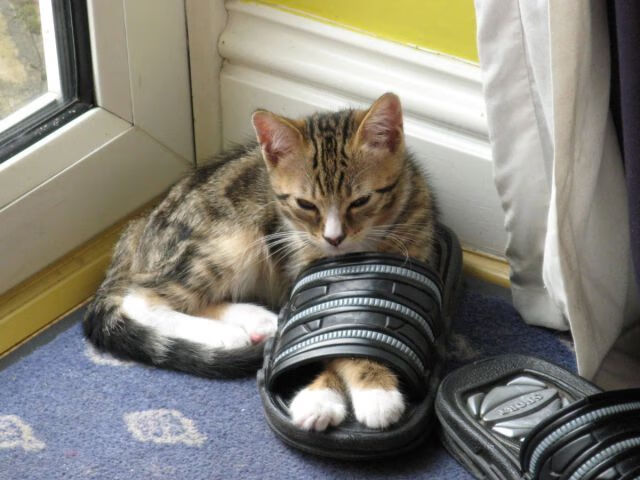 西甲神级扑救：门神威震全场！，意甲门神